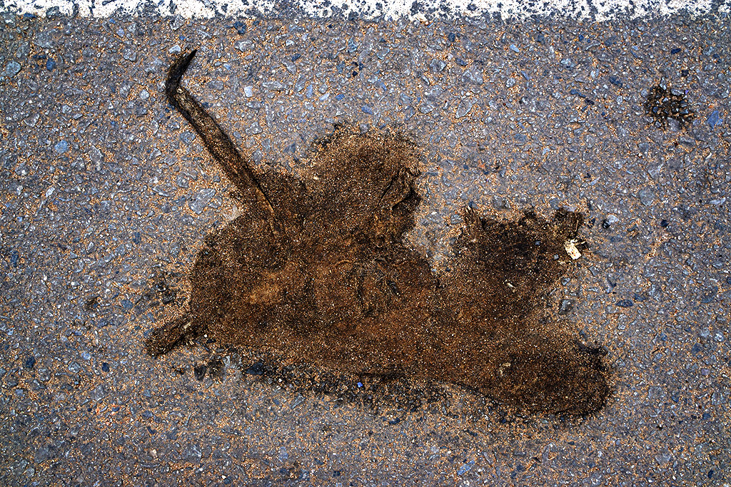Long dead rat on asphalt on 11-21-22--Siem Reap copy