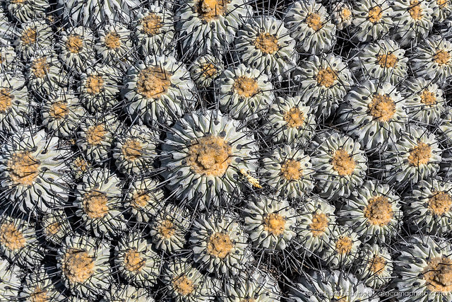 Clump of Copiapoa dealbata cactus at Llanos de Challe National Park, Atacama