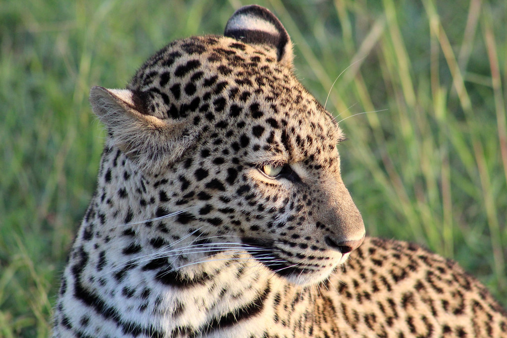 Leopard (Panthera pardus) Classification