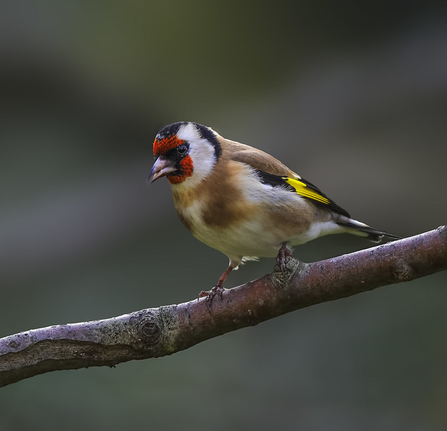 Lišček (Carduelis carduelis) -  European goldfinch or simply the goldfinch