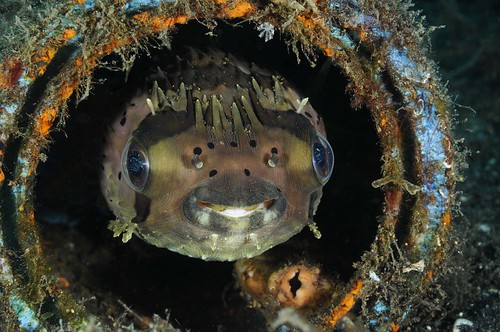 Happy Fish