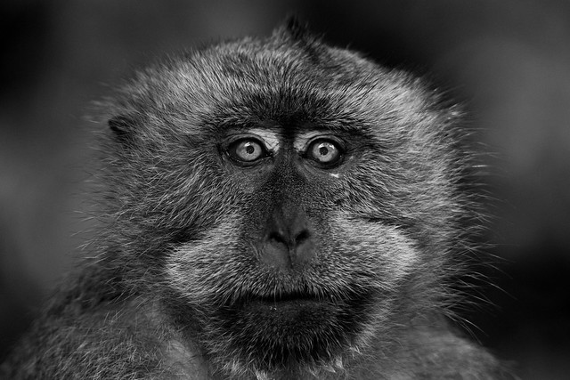 Macaque, Langkawi, Malaysia