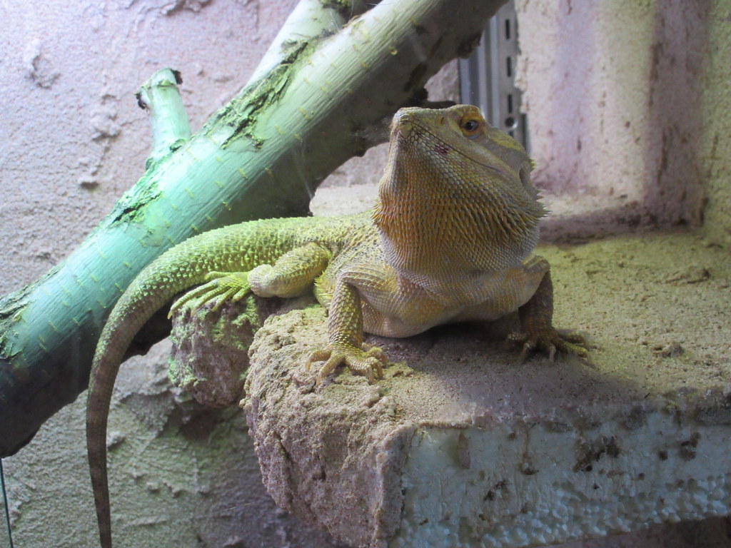 Posing lizard