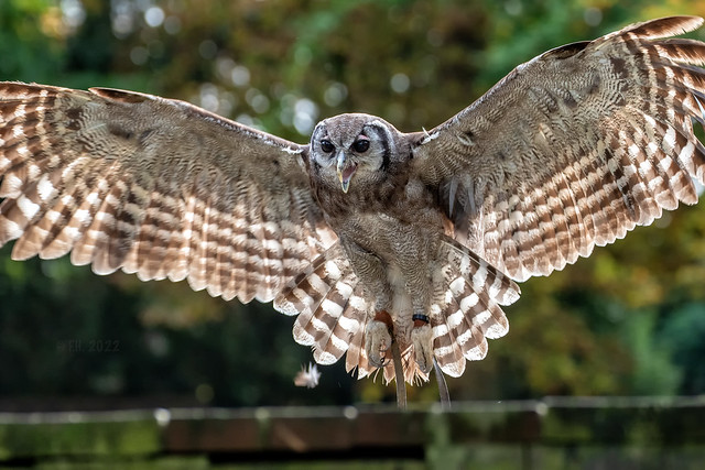 Owl @ Pairi Daiza 2022
