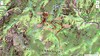 Carte IGN du secteur Carciara - Cervi avec la trace en jaune des zones traitées par l'operata du 20/11/2022, sur le sentier Peralzone - Cervi