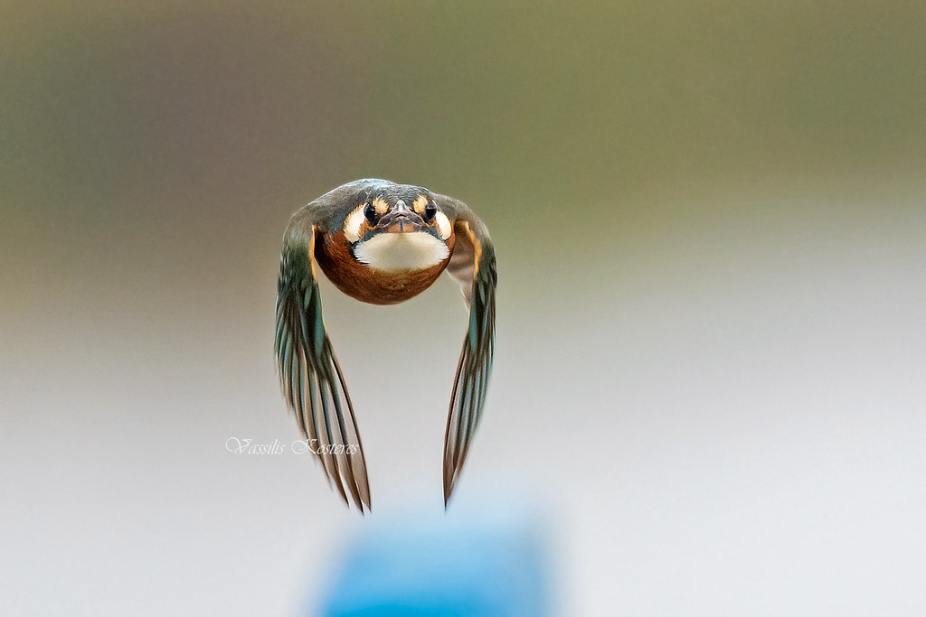 Alcedo atthis, Αλκυόνη, Common Kingfisher