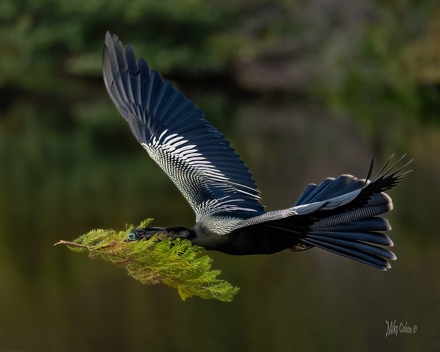 Male Anhinga Flying with Nesting Material