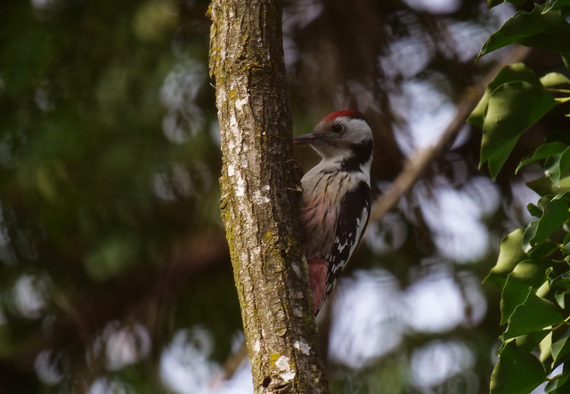 Mittelspecht . Dendrocopos medius (Linnaeus 1758) . Pic mar . Middle spotted woodpecker