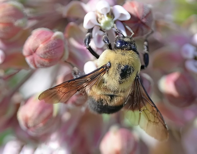 Honey bee on Almond bush flower