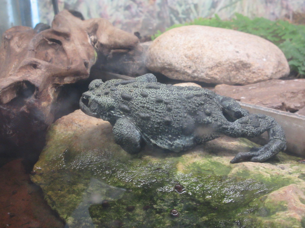 Warty old toad