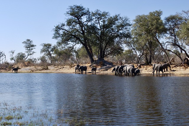 BOTSWANA - Chobe National Park