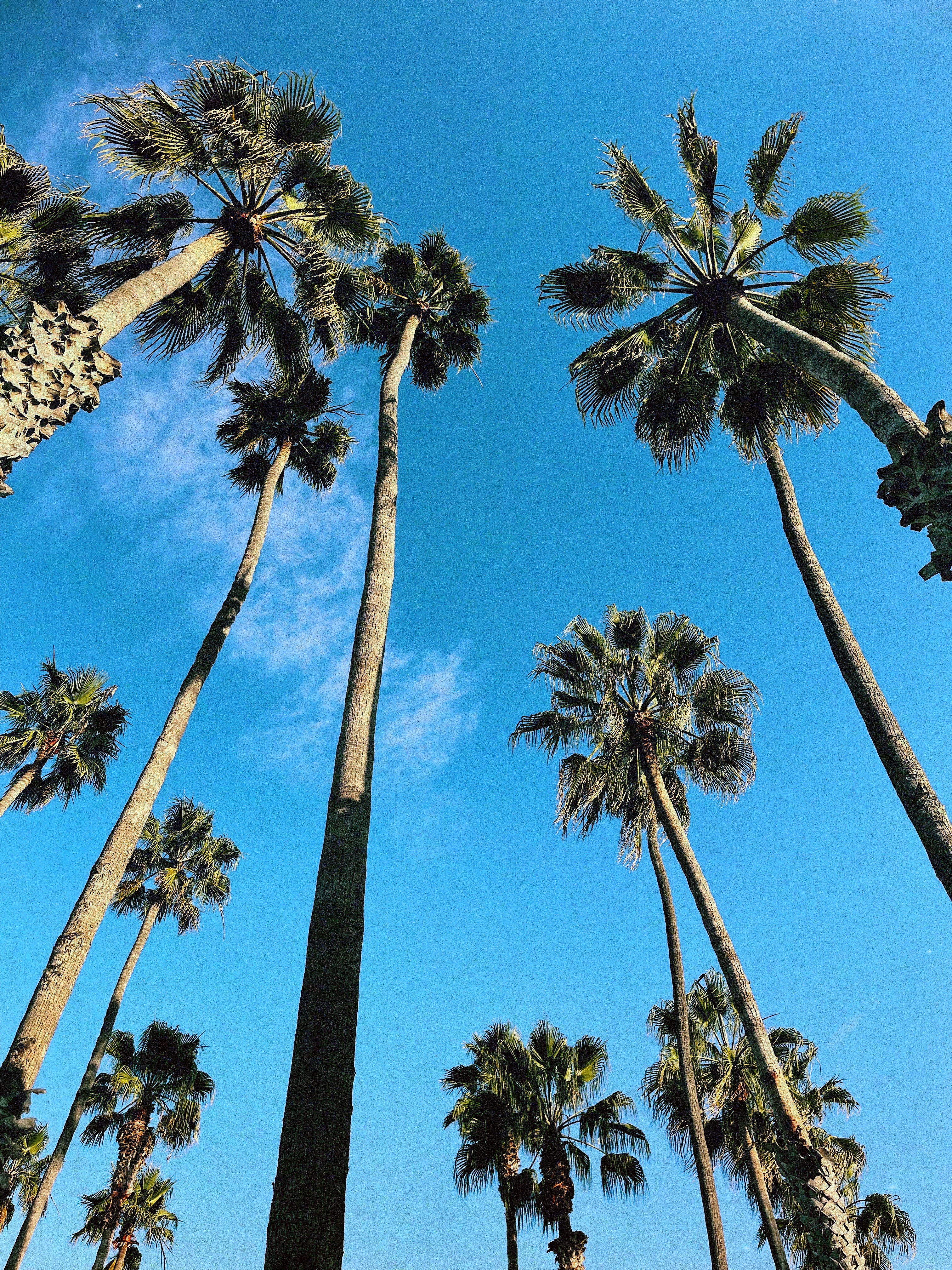 Palm trees, ocean breeze, and vitamin sea