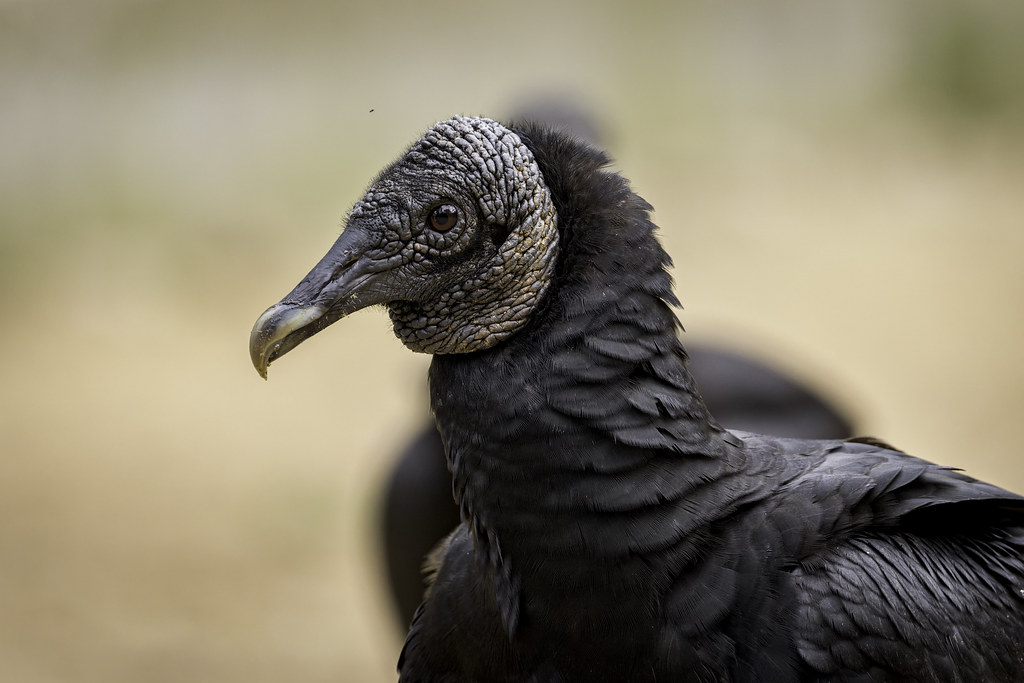 Coragyps atratus (Black Vulture) - Cathartidae - Abraao, Ilha Grande, Rio de Janeiro, Brazil-6