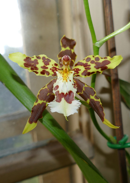 Oncidium hallii species orchid 11-22*
