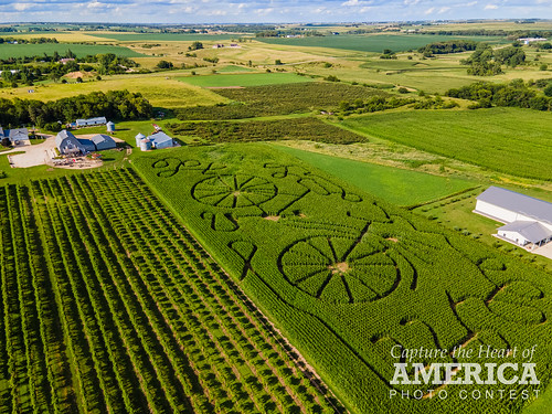 Corn Maze at Rustic River Winery & Vineyard, by Anji Bennett