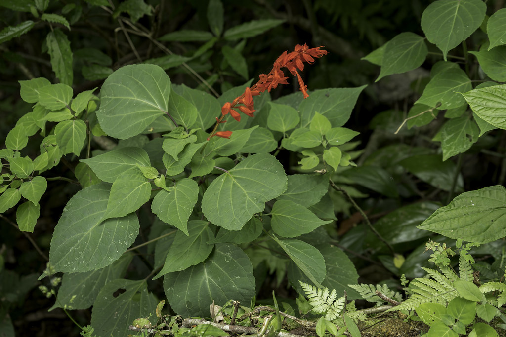 Salvia splendens (Scarlet Sage) - Lamiaceae - Abraao, Ilha Grande, Rio de Janeiro, Brazil
