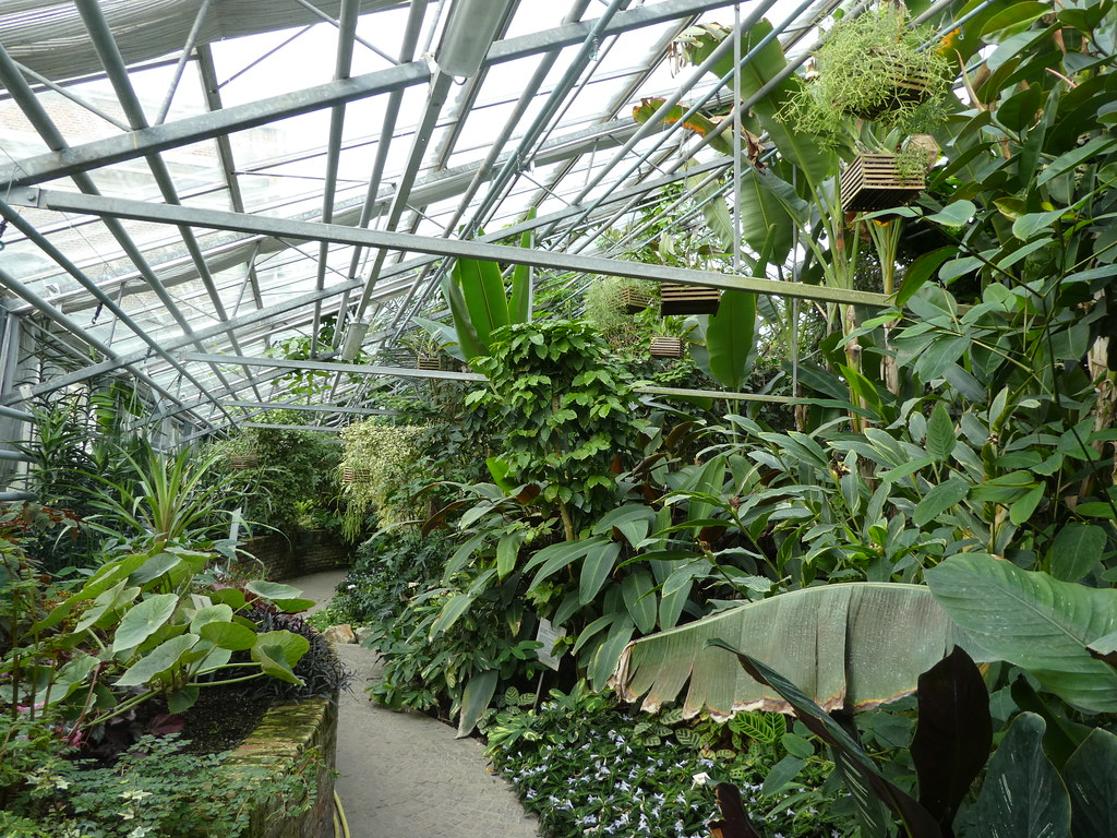 Inside one of the Glasshouses, Leuven Botanical Garden