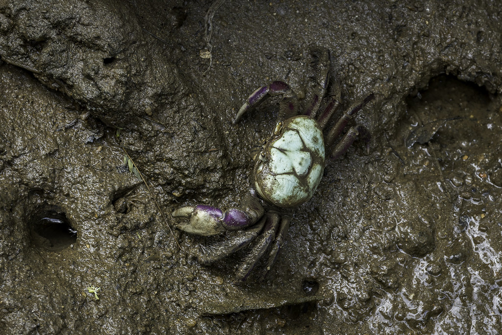 Ucides cordatus (Swamp Ghost Crab) - Ucididae - Abraao, Ilha Grande, Rio de Janeiro, Brazil
