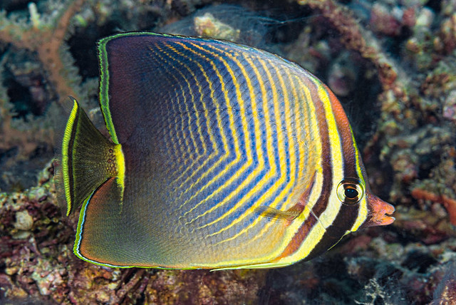 Eastern triangular butterflyfish - Chaetodon baronessa