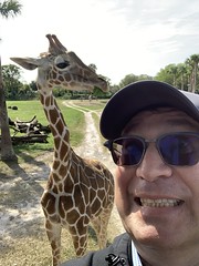 Hanging with giraffe at Busch Gardens Tampa