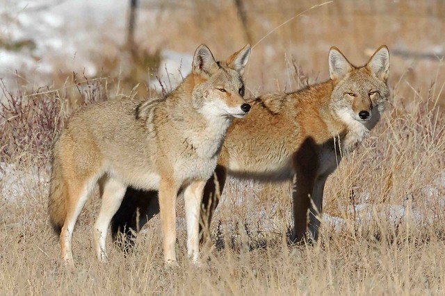248A4543 coyotes in their prime winter clothing