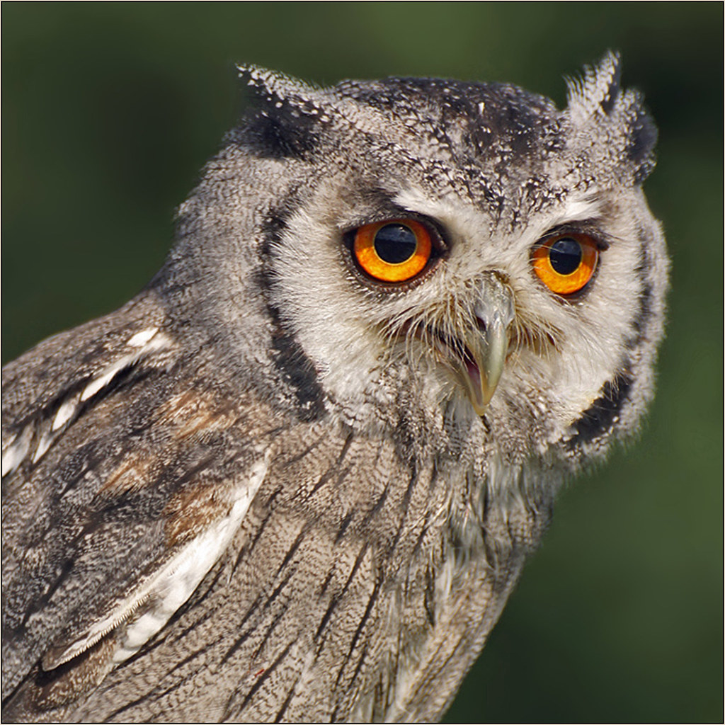 Portrait Southern White-faced Owl