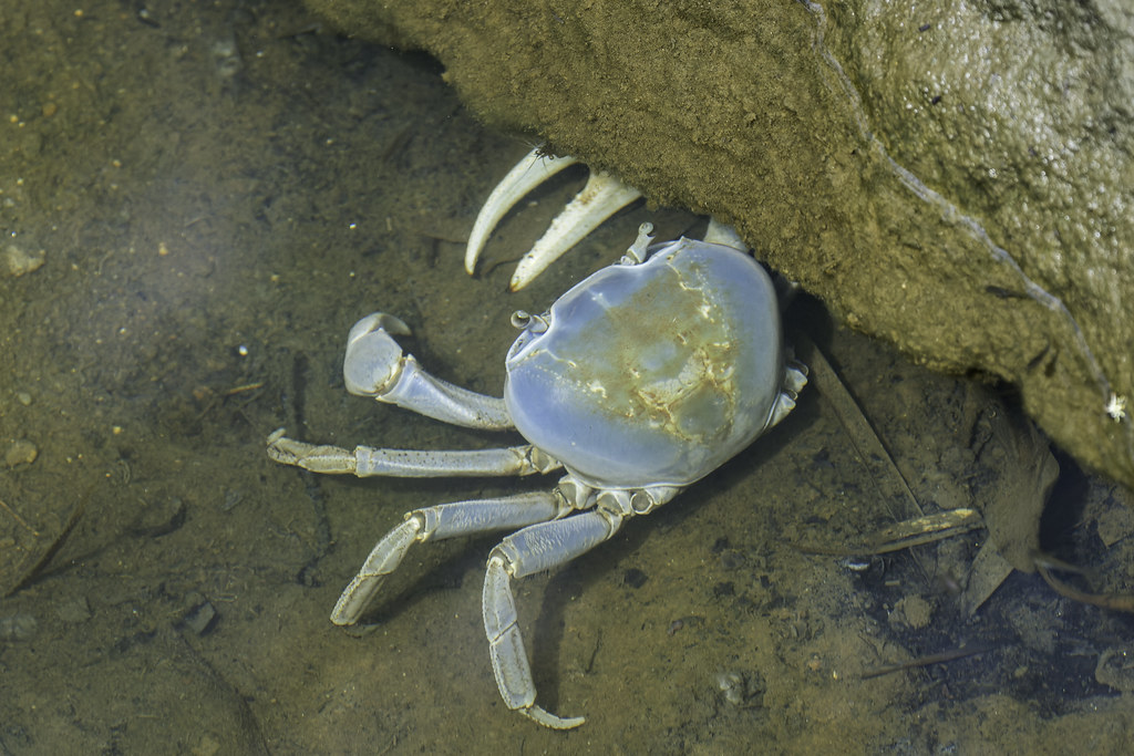 Cardisoma guanhumi (Blue Land Crab) - Gecarcinidae - Abraao, Ilha Grande, Rio de Janeiro, Brazil-3