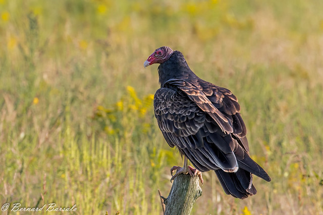 Urubu à tête rouge - Cathartes aura - Turkey Vulture
