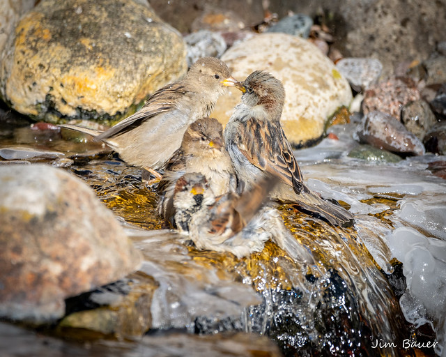 House sparrows taking a advantage of a warm spot in a ice cold backyard pond