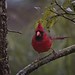4085Northern Cardinal, male in rain