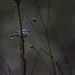 4078Blue-gray Gnatcatcher in rain