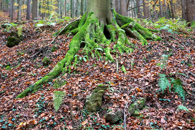 MOSSY ROOTS