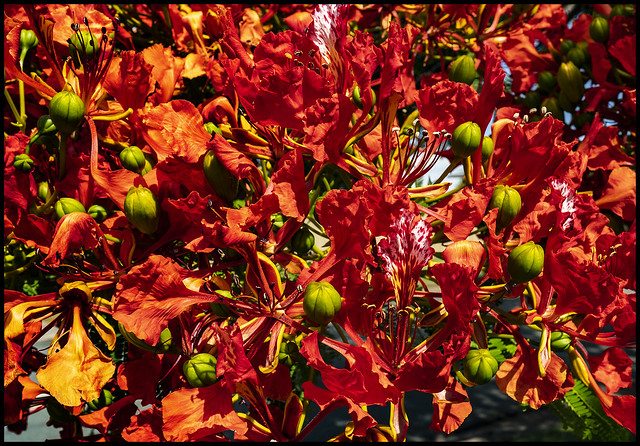 Redcliffe Poinciana starting to cover city-01=