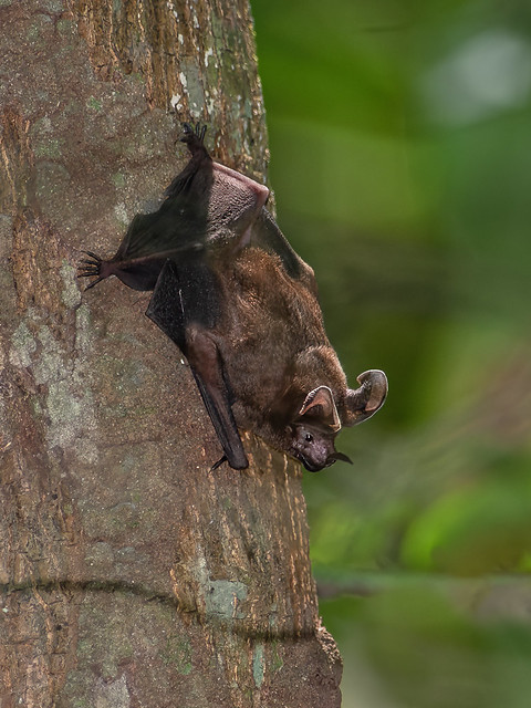 Morcego (Lophostoma silvicolum)