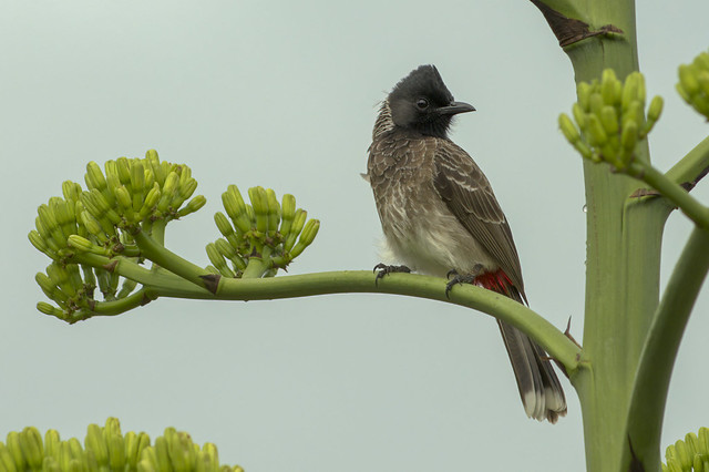 Birds of India - Red-vented Bulbul
