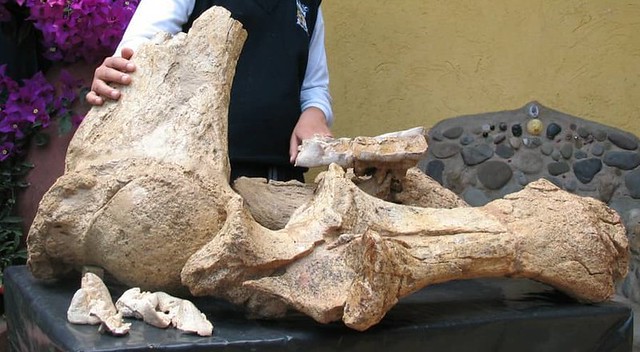 Mastodonte de Socha © Fundación Cultural Benítez