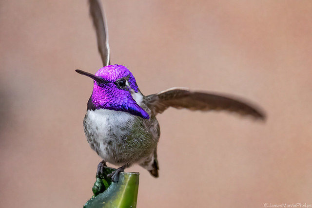 Costaâs Hummingbird