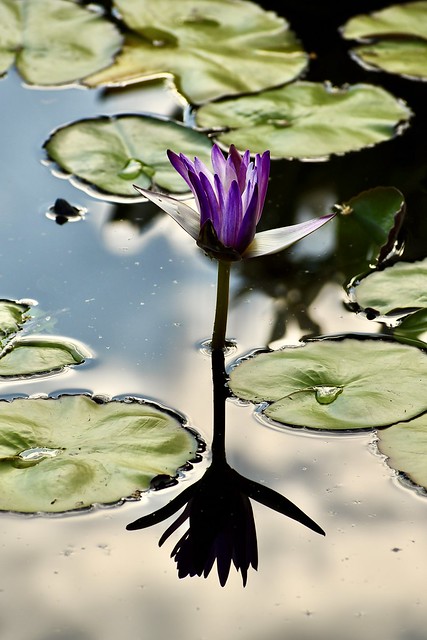 Water Lily reflections