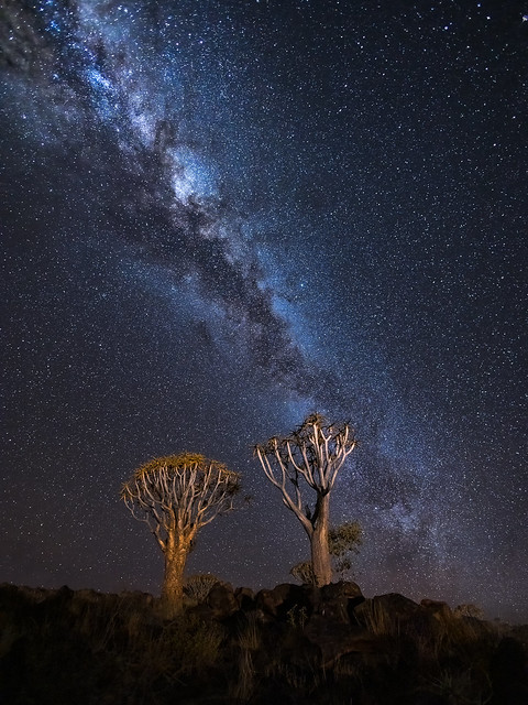 Quiver Trees at night
