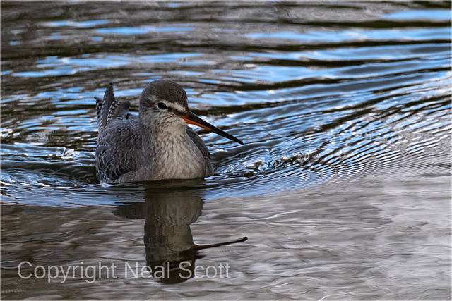 Spotted Redshank-