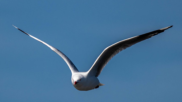 Gull in Flight (In Explore)