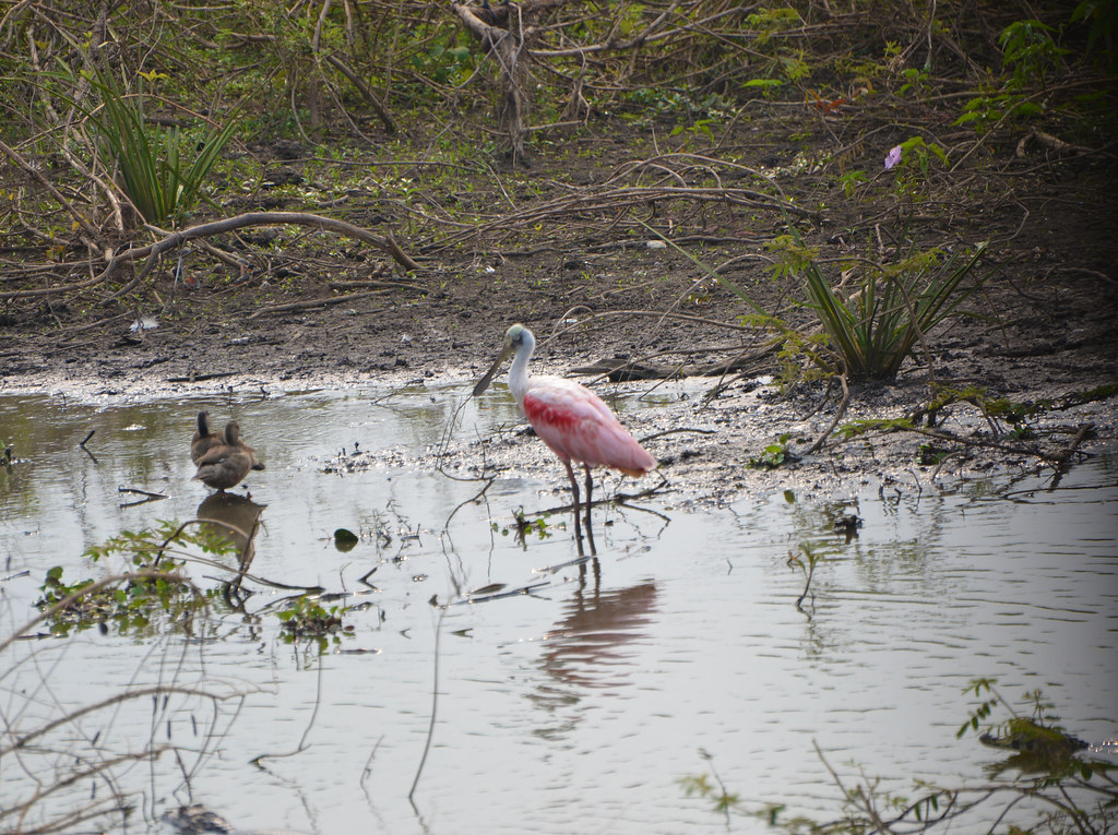 Roseate Spoonbill and Ducks