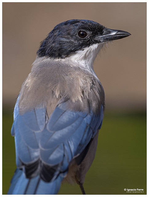 Azure-winged Magpie portrait
