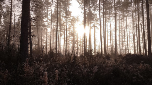 Sunset Fog by prajpix, Almost as it came out of the camera, a setting sun, a hard frost and fog is a glorious combination!