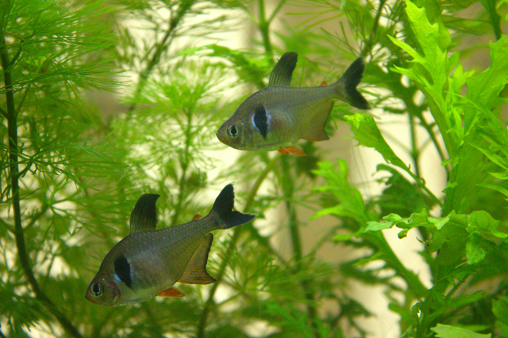 Fishes in planted aquarium
