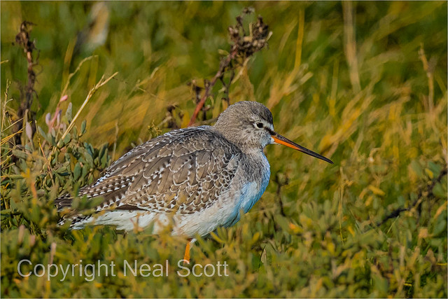 Spotted Redshank--2