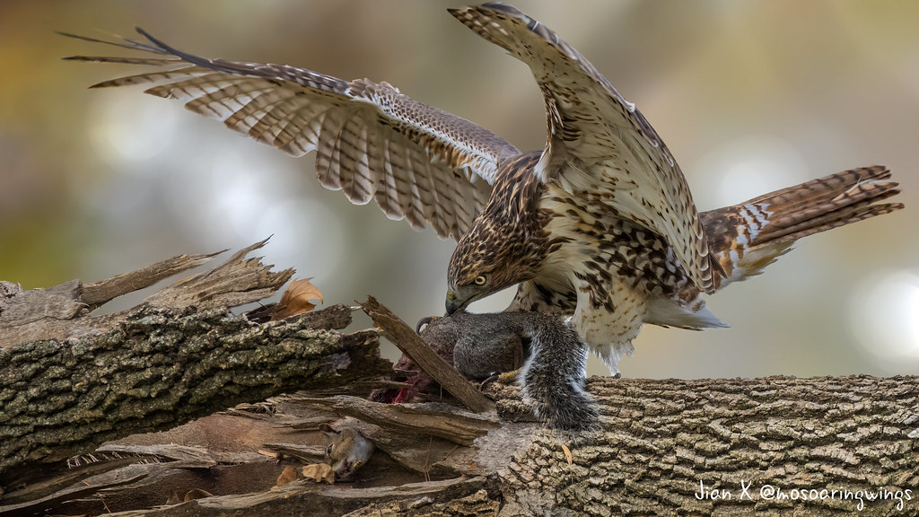 DSC_6011 S | Circle of life, red tailed hawk with squirrel a… | Flickr