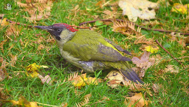 green woodpecker on visit in my garden...