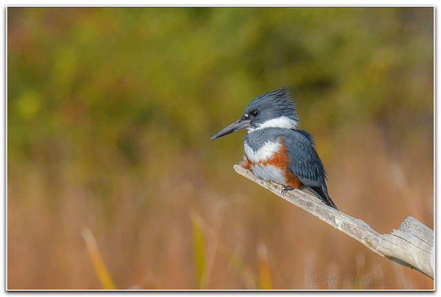 Belted-Kingfisher_02