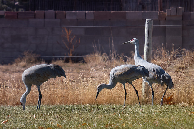 cranes in the park